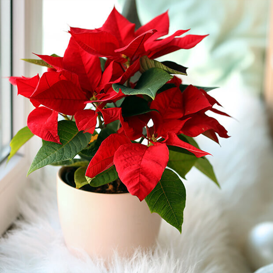 🌺Artificial Christmas Poinsettia Flower Solar Light🎄🇬🇧