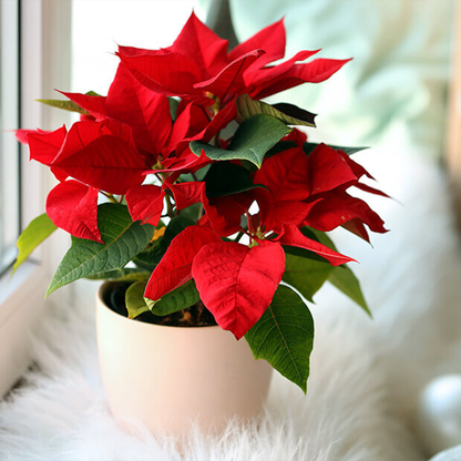 🌺Artificial Christmas Poinsettia Flower Solar Light🎄🇬🇧
